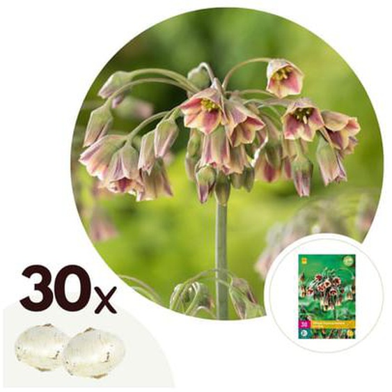 Allium Nectaroscordum Siculum - Bulbes à Fleurs x30 - Rose