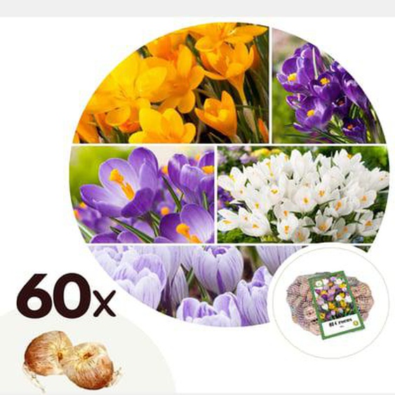 Bulbes à fleurs x60 - Crocus - Orange, Violet, Blanc