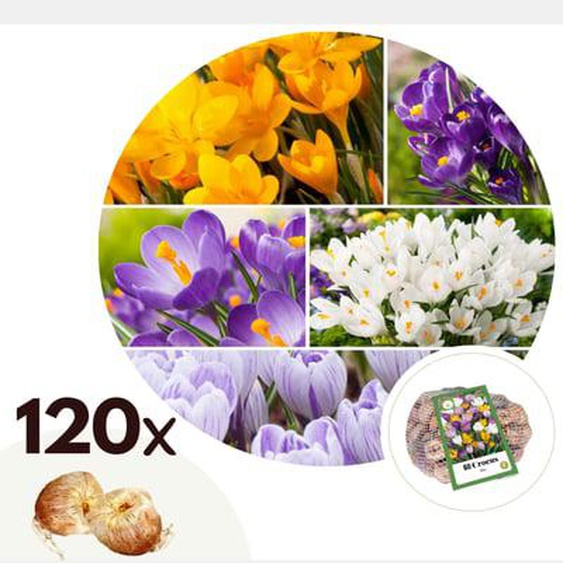 Crocus Mix - Bulbes à fleurs x120 - Orange/Violet/Blanc