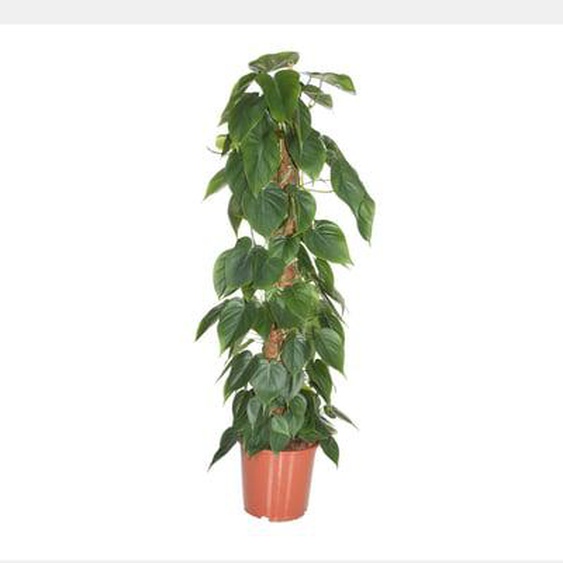 Philodendron Escalade - XXL sur bâton de mousse - Pot 27cm - Hauteur 150-160cm